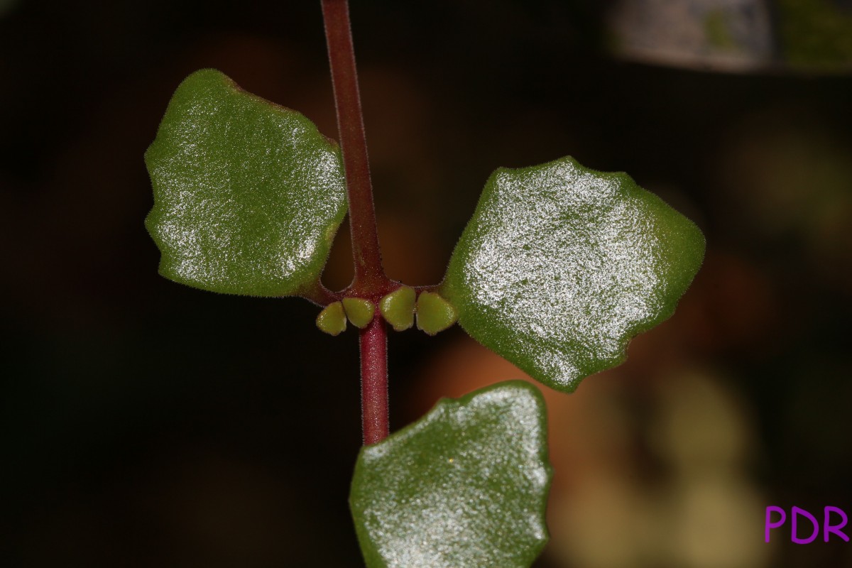 Coleus prostratus (Gürke) A.J.Paton